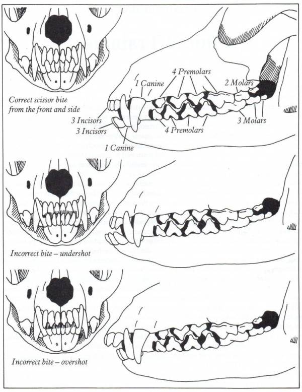What Is A Scissor Bite In Dogs